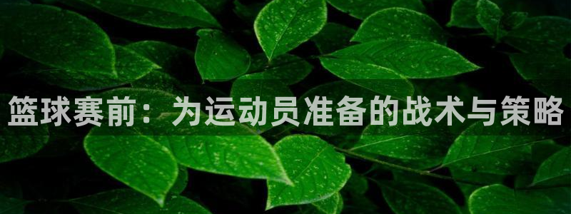  篮球赛前：为运动员准备的战术与策略